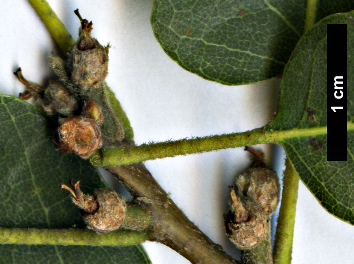 High resolution image: Family: Fagaceae - Genus: Quercus - Taxon: ×kewensis (Q.cerris × Q.wislizeni)